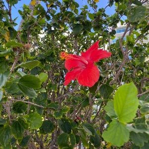 Meet your Posher, Ivy jill